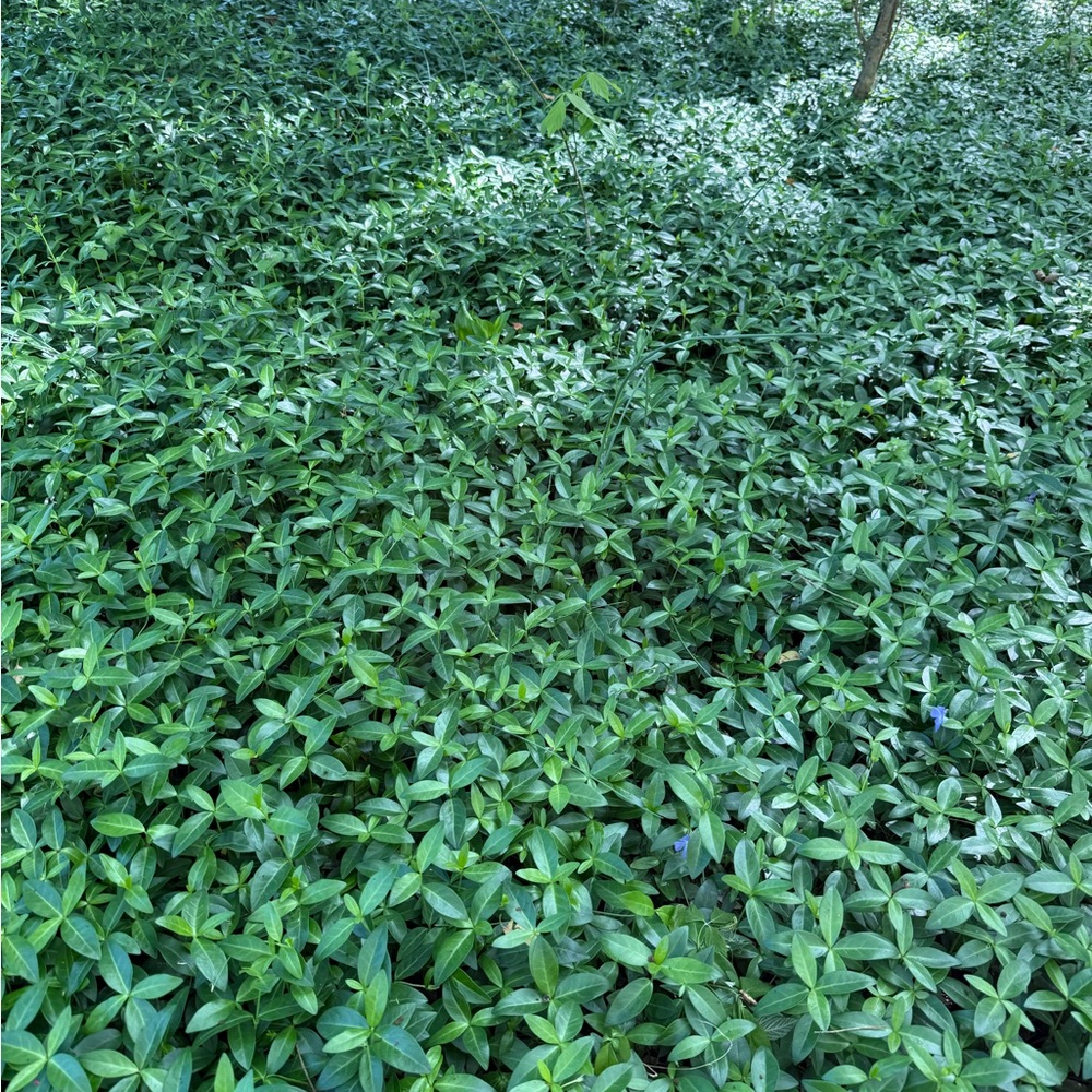 Periwinkle Vinca Minor Landscaping Plants